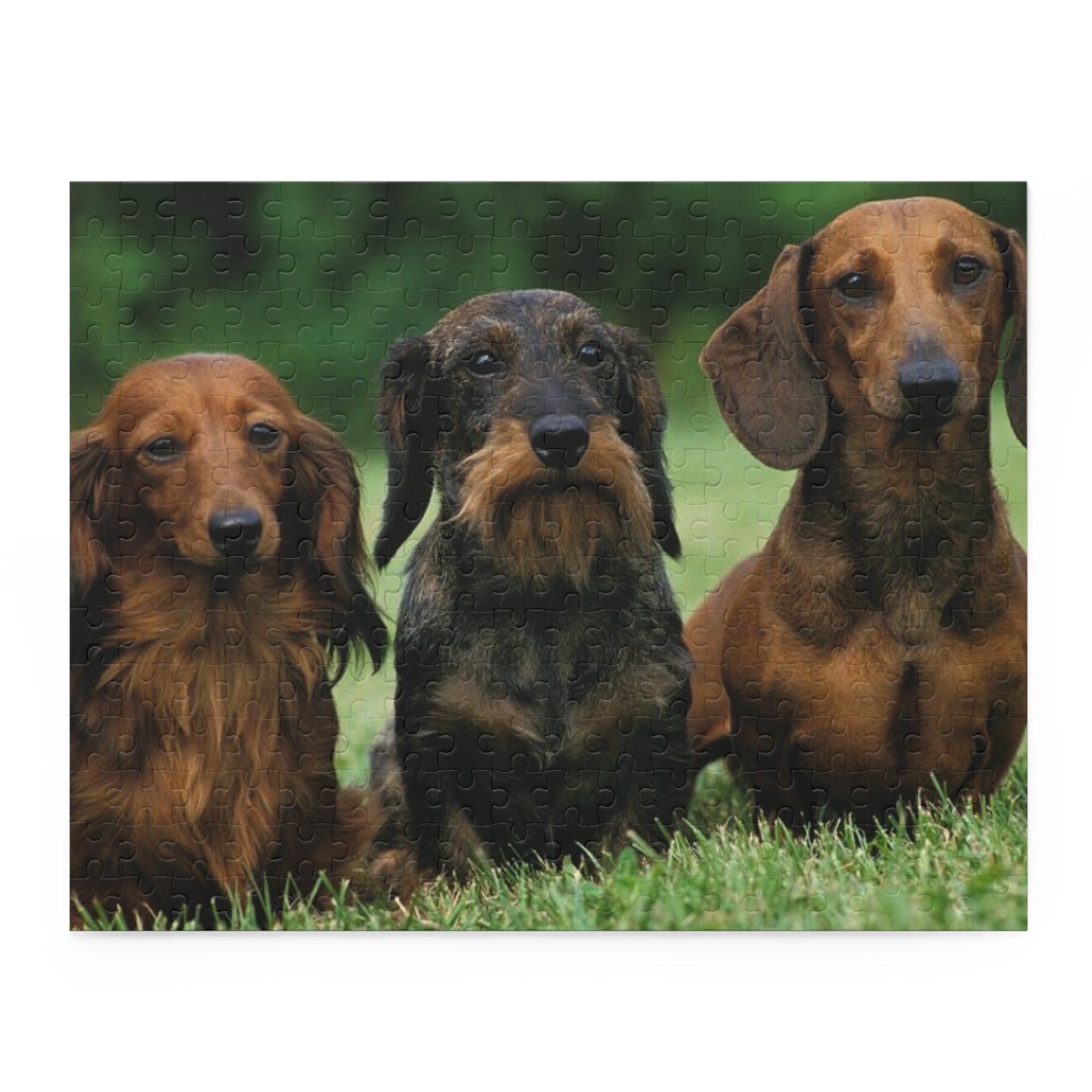 Dachshund  Puzzle - 120, 252 & 500-Piece