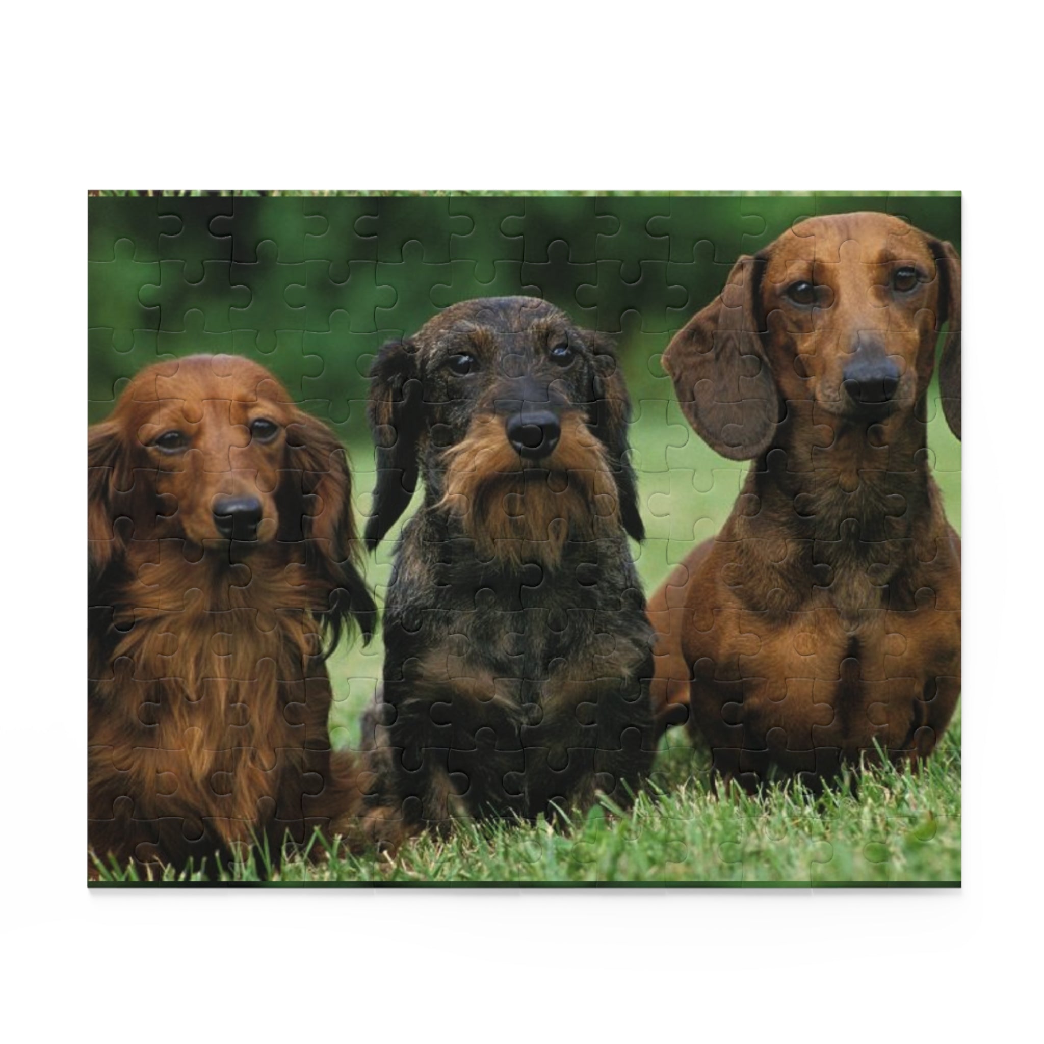 Dachshund  Puzzle - 120, 252 & 500-Piece