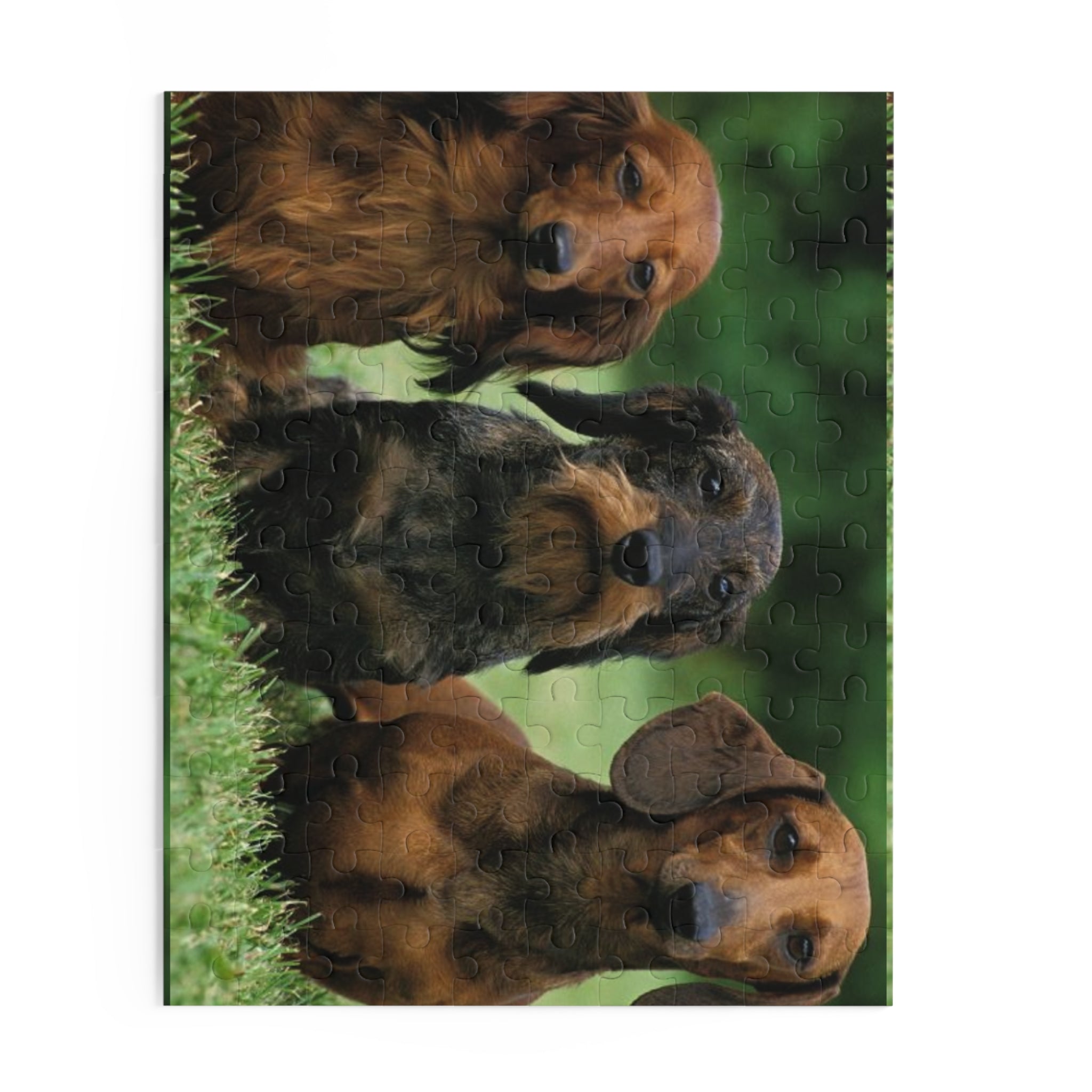 Dachshund  Puzzle - 120, 252 & 500-Piece